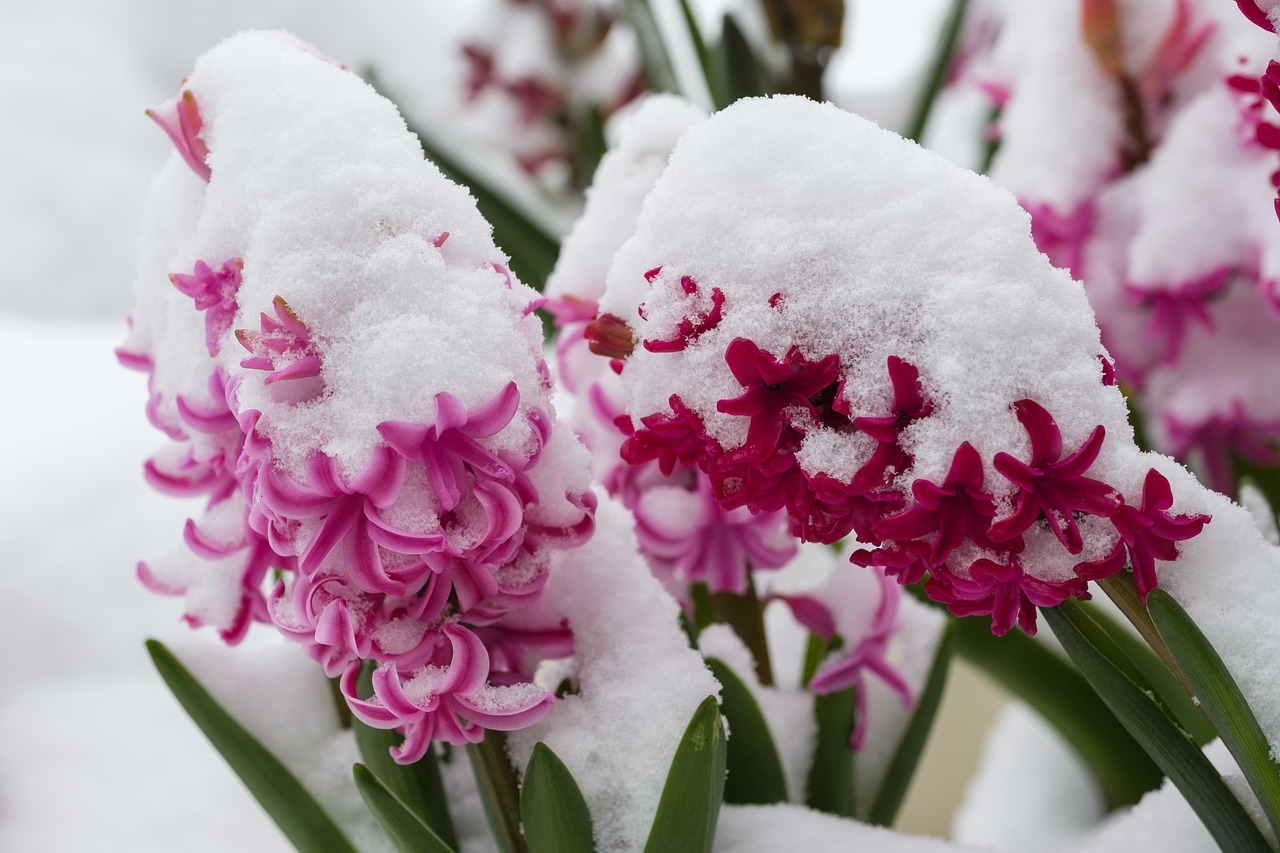 Cómo proteger el jardín de la nieve - El Jardín de Venus