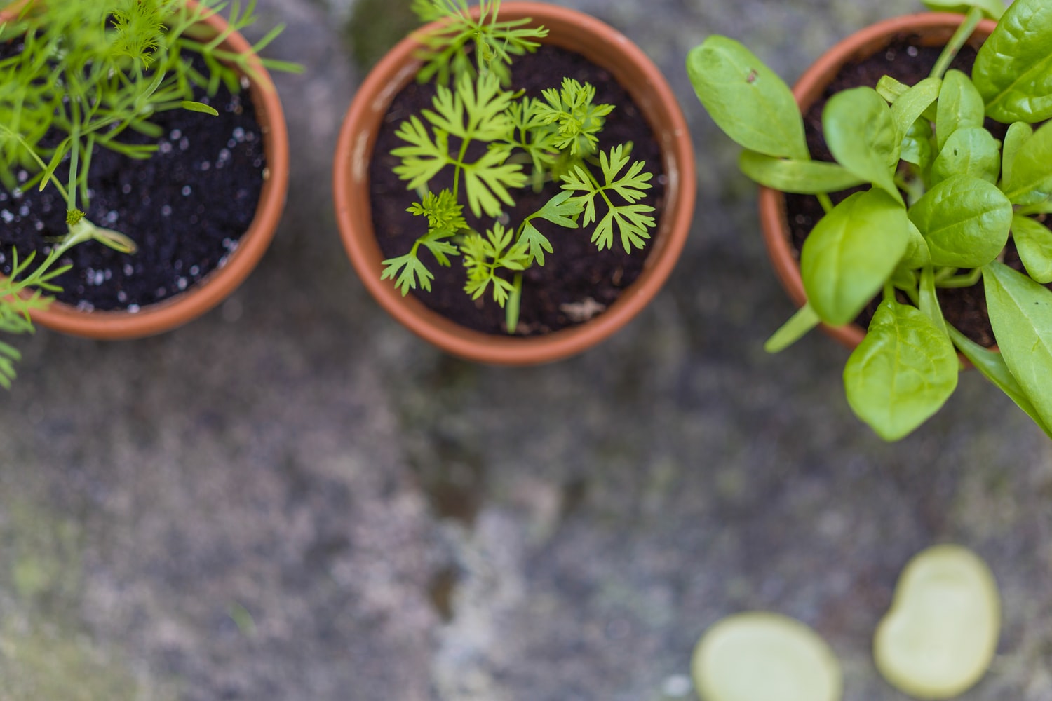 Cultivar aromáticas en casa - El Jardín de Venus