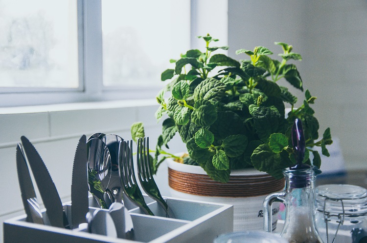 Cultivar aromáticas en casa - El Jardín de Venus