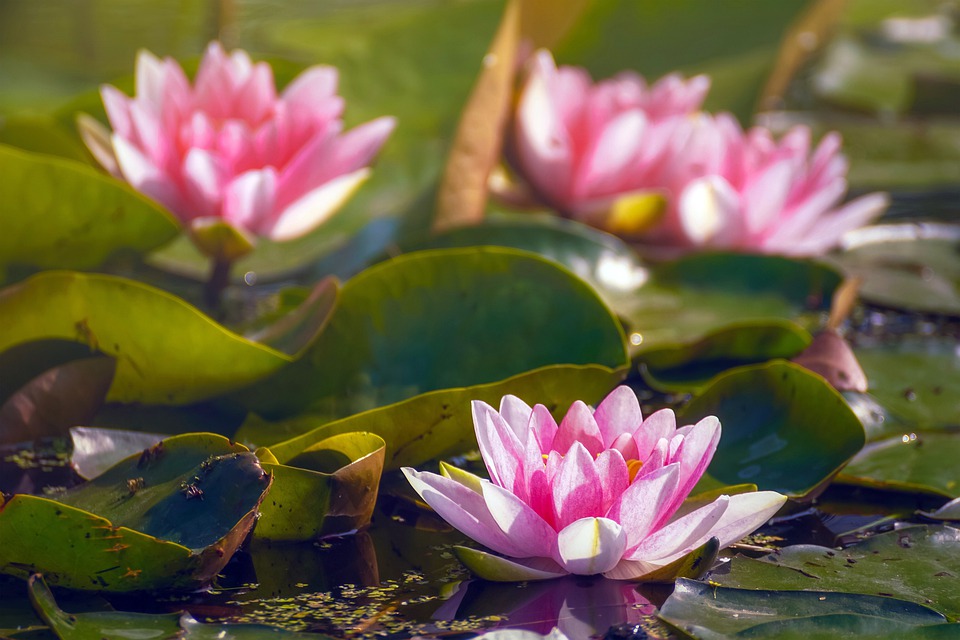 Estanque en el jardín - El Jardín de Venus