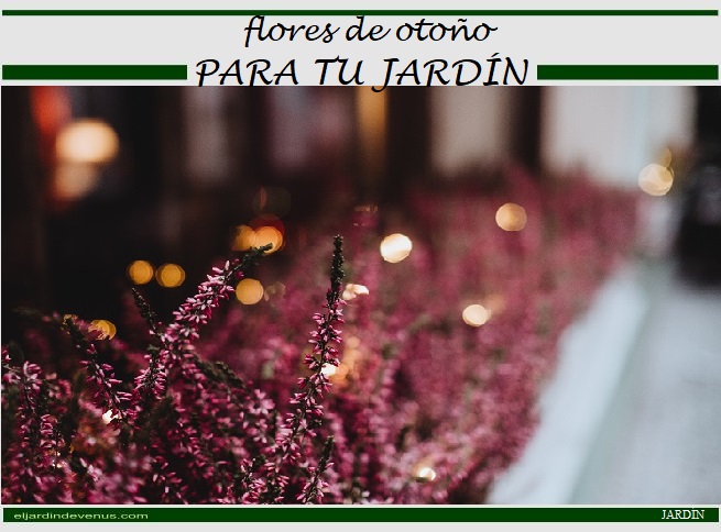 Flores de otoño para tu jardín - En Mil Batallas