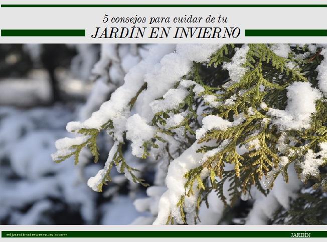 5 consejos para cuidar del jardín en invierno - El Jardín de Venus