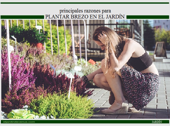 Principales razones para plantar brezo en el jardín - El Jardín de Venus