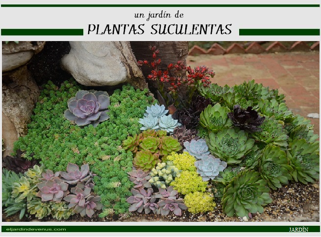 un jardín de plantas suculentas