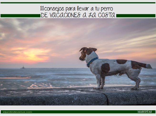 11 consejos para llevar a tu perro de vacaciones a la costa - El Jardín de Venus