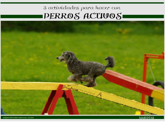 3 actividades para hacer con perros activos