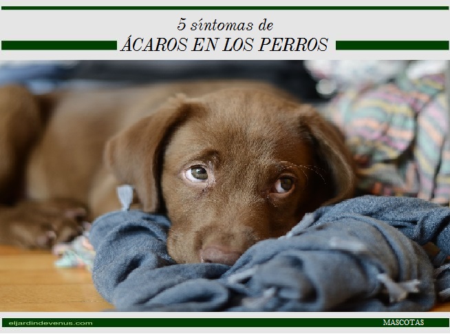 5 síntomas de ácaros en los perros - El Jardín de Venus