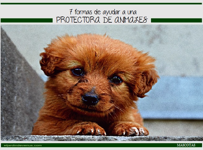 7 formas de ayudar a una protectora de animales