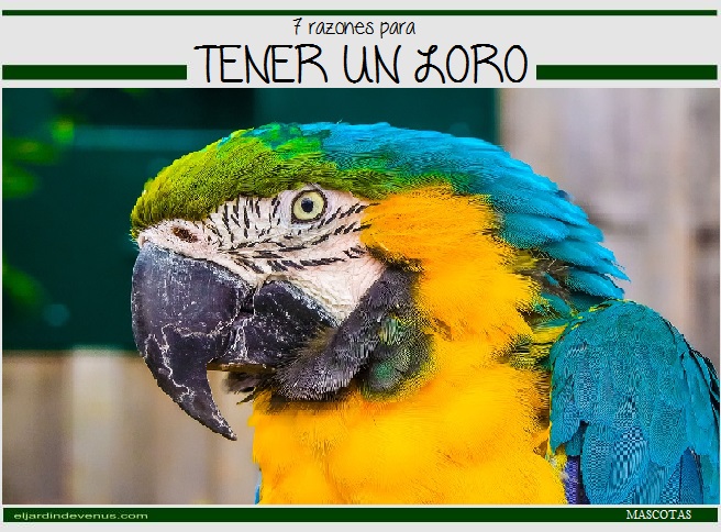 7 razones para tener un loro