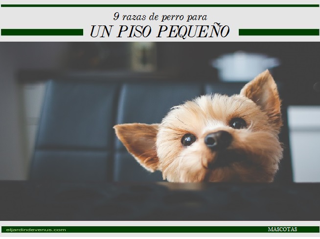 9 razas de perro para un piso pequeño