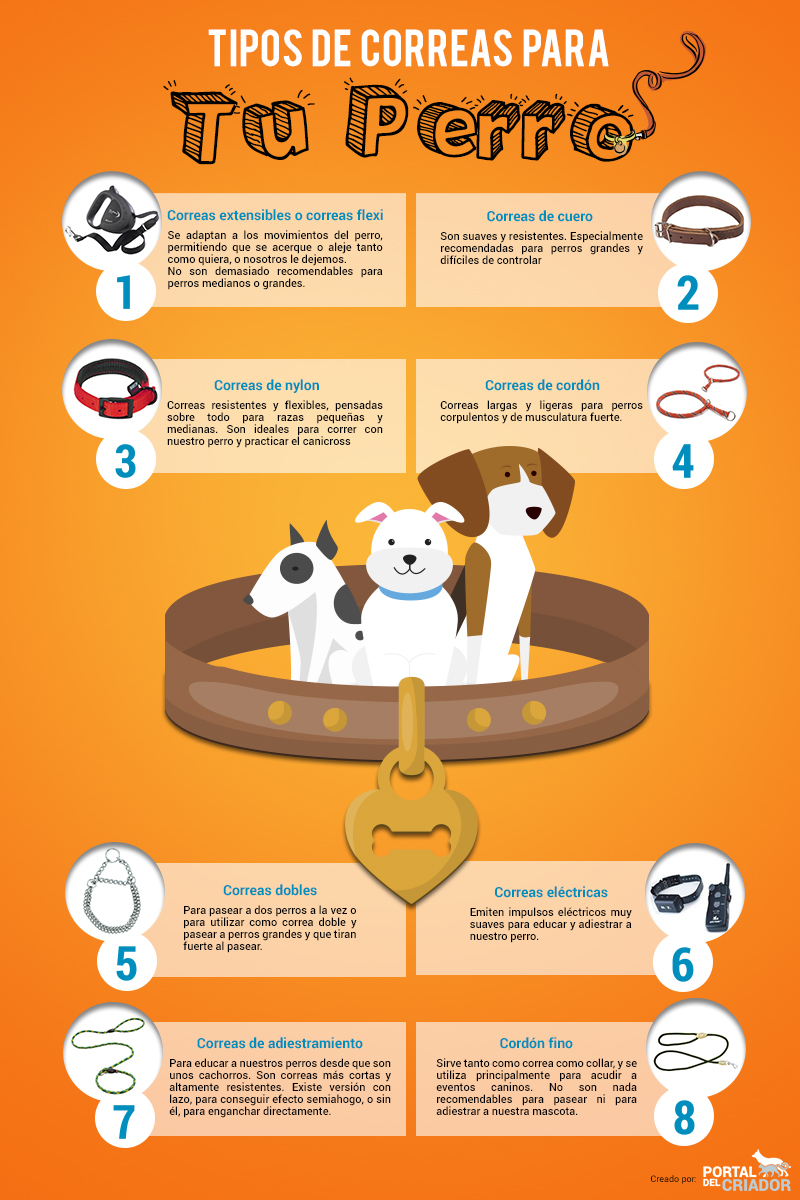 infografía correas perros