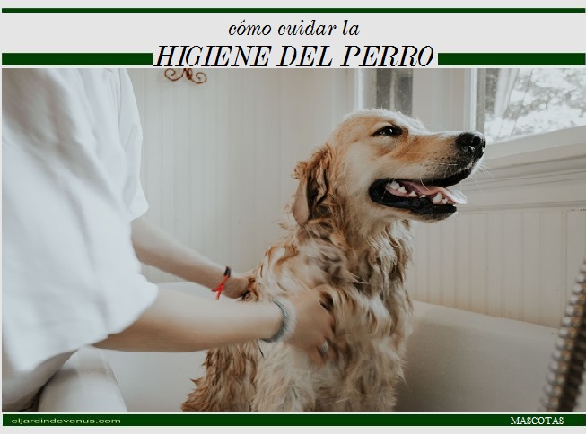 Cómo cuidar de la higiene del perro - El Jardín de Venus