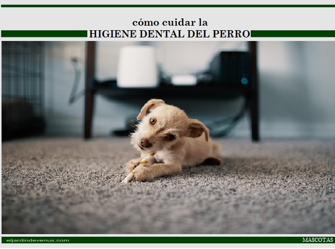 Cómo cuidar la higiene dental del perro - El Jardín de Venus