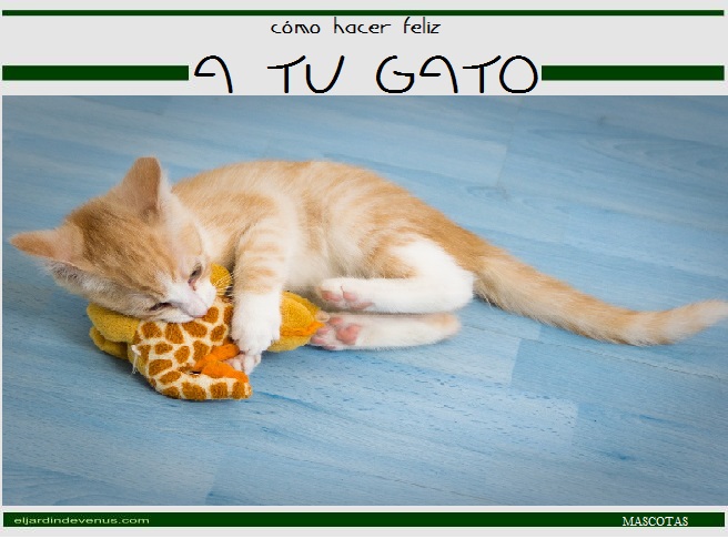 cómo hacer feliz a tu gato