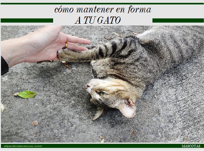 Cómo mantener en forma a tu gato - El Jardín de Venus