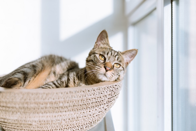 Dejar un gato solo en casa - El Jardín de Venus