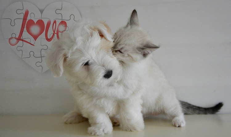 Convivencia entre perros y gatos - El Jardín de Venus