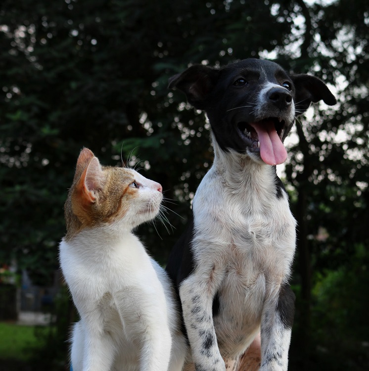 Convivencia entre perros y gatos - El Jardín de Venus