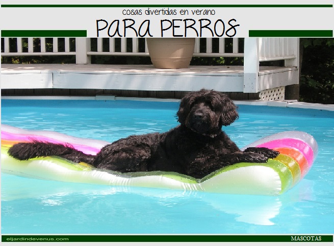 cosas divertidas en verano para perros