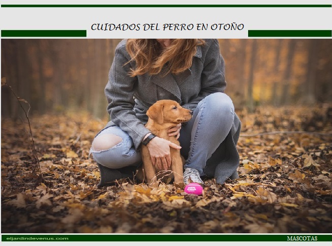 Cuidados del perro en otoño - El Jardín de Venus