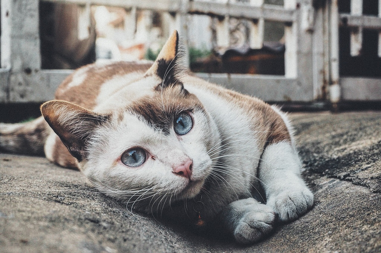 Enfermedades frecuentes en gatos domésticos - El Jardín de Venus