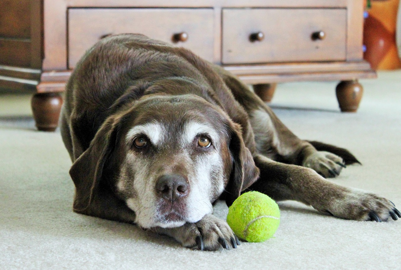 Juegos para perros en casa - El Jardín de Venus