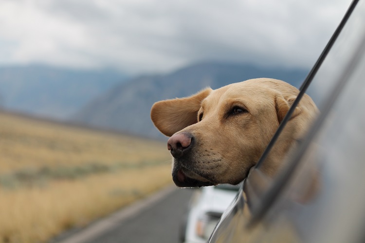 Malos hábitos que ponen en peligro a tu perro - El Jardín de Venus