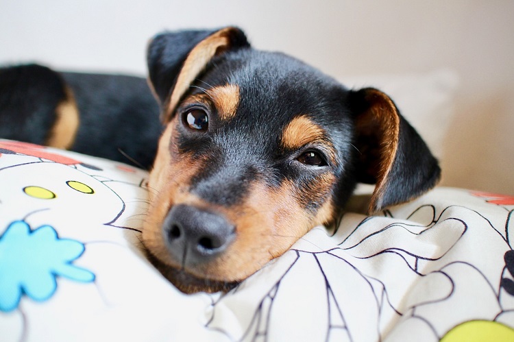 Cómo detectar la otitis en perros - El Jardín de Venus