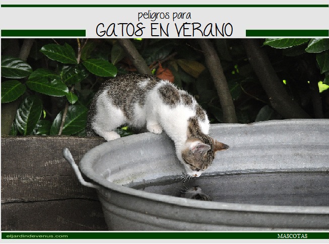 peligros para gatos en verano