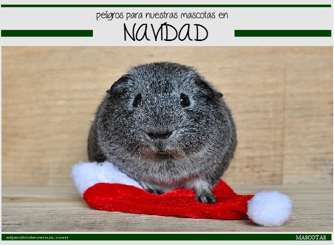 Peligros para nuestras mascotas en Navidad