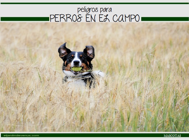 Peligros para perros en el campo - El Jardin de Venus