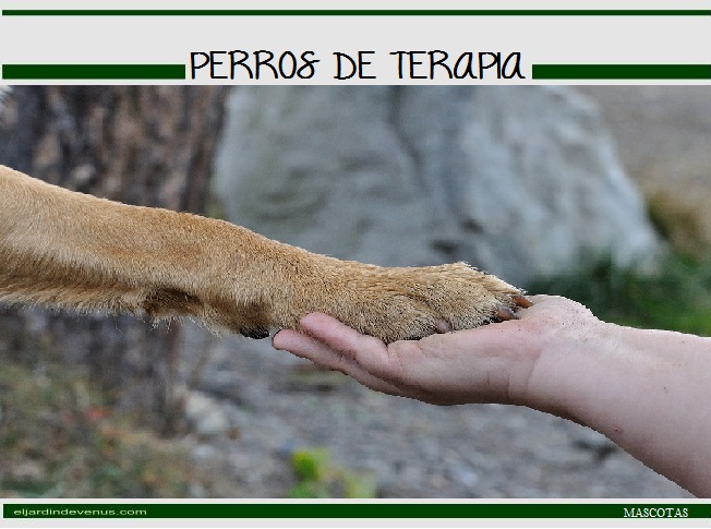 Perros de terapia - El Jardín de Venus