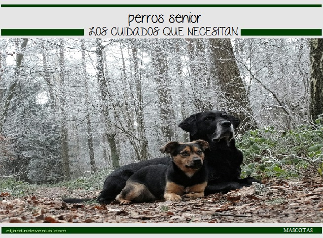 Perros senior - El Jardín de Venus