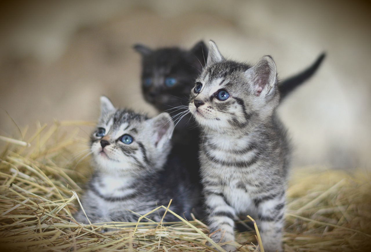 Cómo preparar la llegada de un gato a casa - El Jardín de Venus