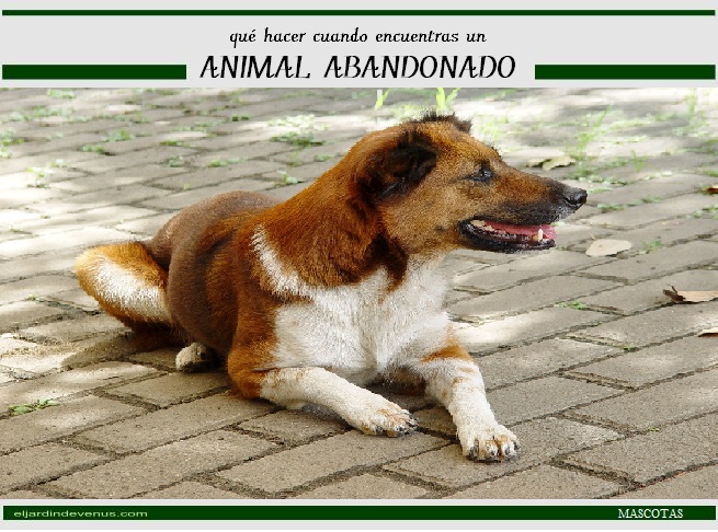 Qué hacer cuando encuentras un animal abandonado