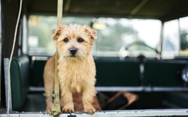 Qué llevar en un neceser para perros - El Jardín de Venus