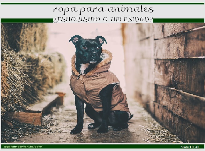 Ropa para animales, ¿esnobismo o necesidad? - El Jardín de Venus