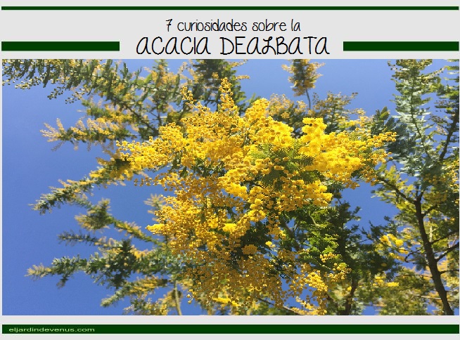 7 curiosidades sobre la Acacia dealbata - El Jardín de Venus