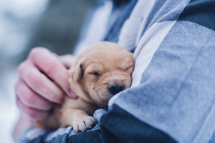 Por qué se rascan los perros - El Jardín de Venus