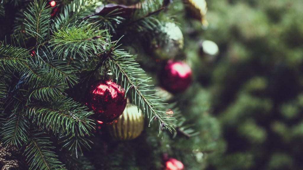 Cómo cuidar un árbol de Navidad con raíz - El jardín de Venus