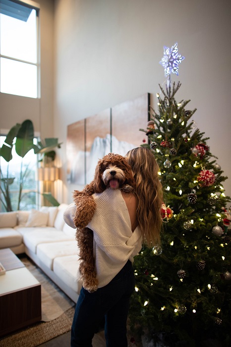 Cómo cuidar un árbol de Navidad con raíz - El Jardín de Venus