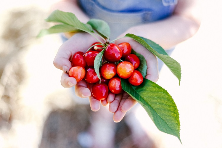 Smoothie de cerezas - El Jardín de Venus