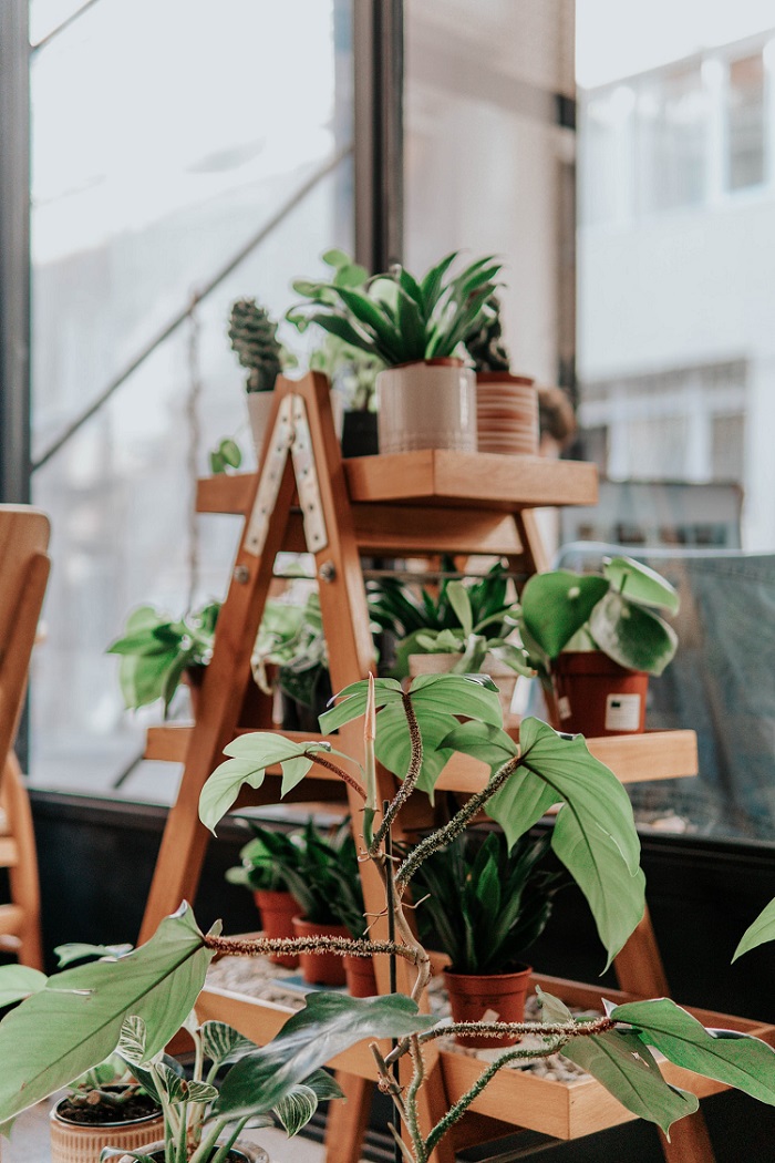 Crear un vergel de plantas de interior en casa - El Jardín de Venus