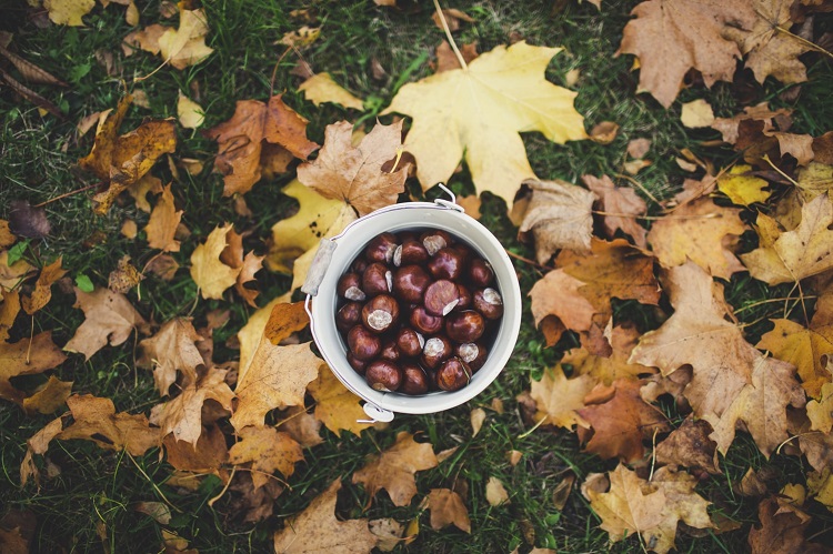 Senderismo y recolección silvestre en otoño - El Jardín de Venus