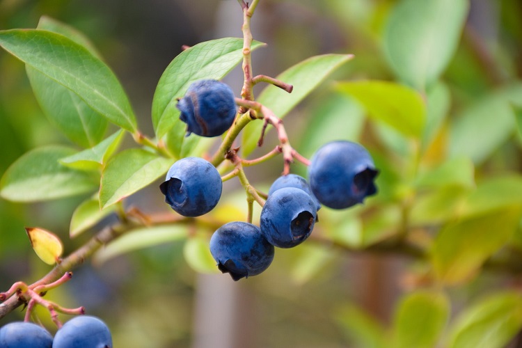 Arbustos de bayas comestibles para el jardín - El Jardín de Venus