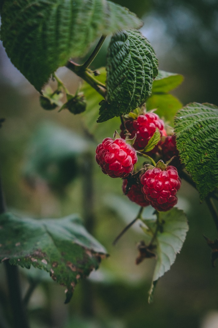 Arbustos de bayas comestibles para el jardín - El Jardín de Venus