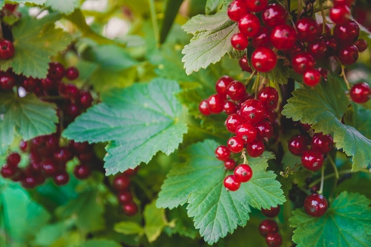 Arbustos de bayas comestibles para el jardín - El Jardín de Venus