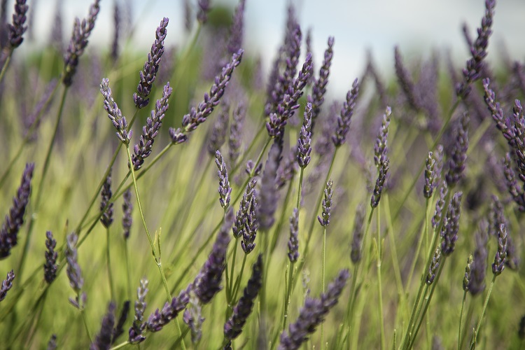 Cómo diseñar un jardín de bajo consumo hídrico - El Jardín de Venus