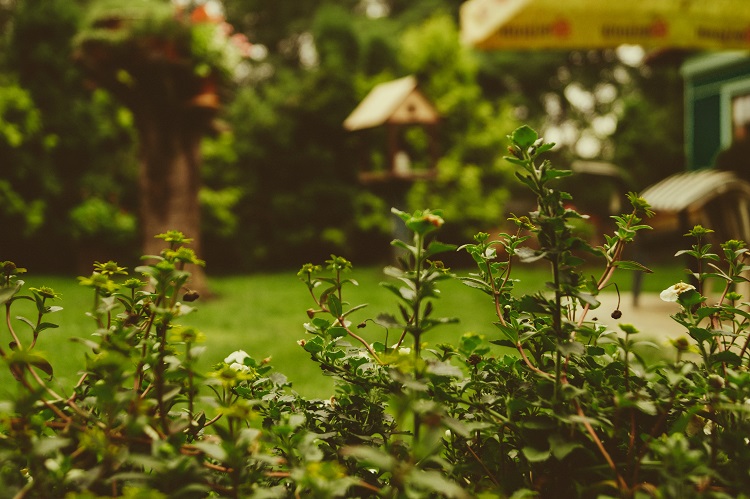 Cómo tener un jardín ecológico - El Jardín de Venus