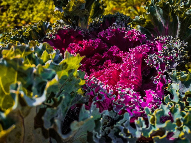 Huerto ornamental en el jardín - El Jardín de Venus